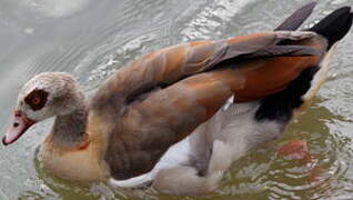 Egyptian Goose