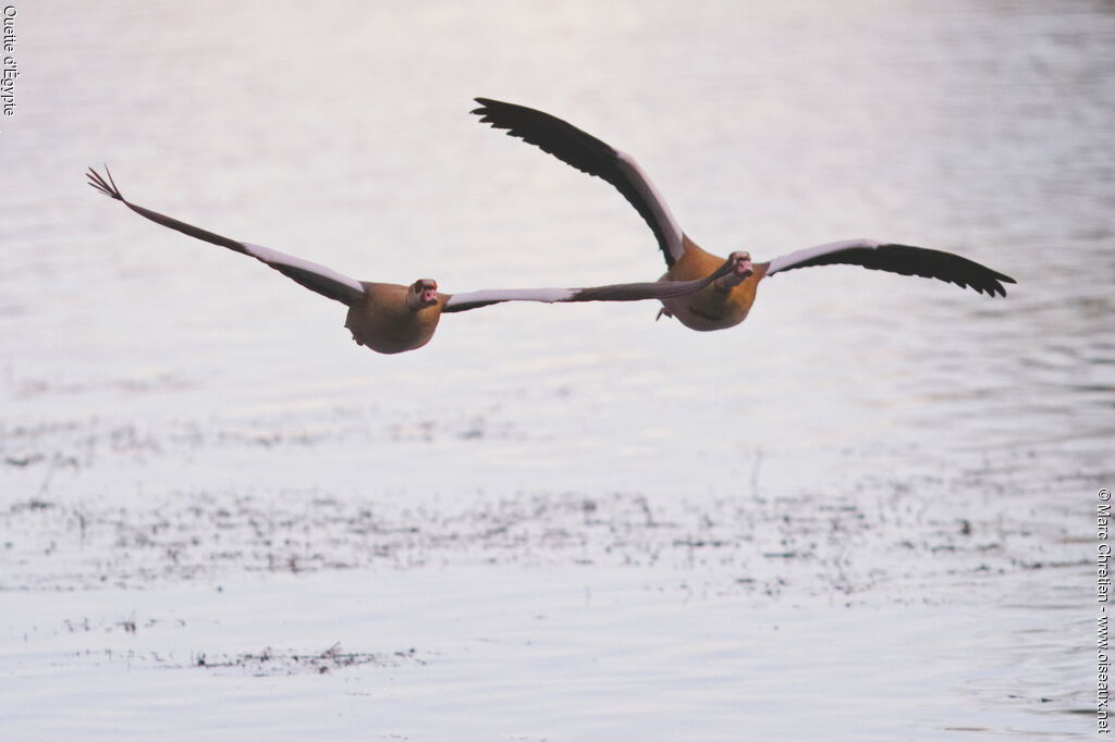 Egyptian Goose