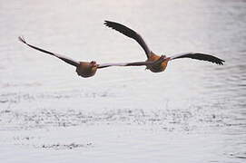 Egyptian Goose