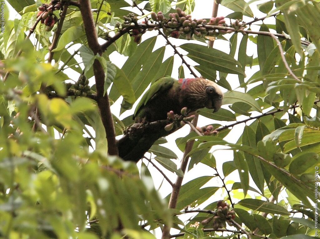 Red-fan Parrot