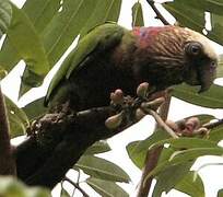 Red-fan Parrot