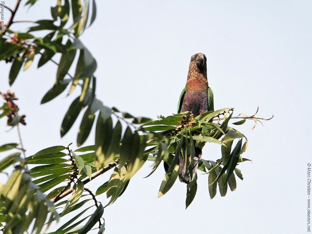 Red-fan Parrot