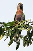 Red-fan Parrot