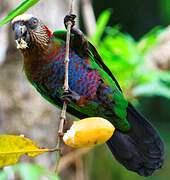 Red-fan Parrot