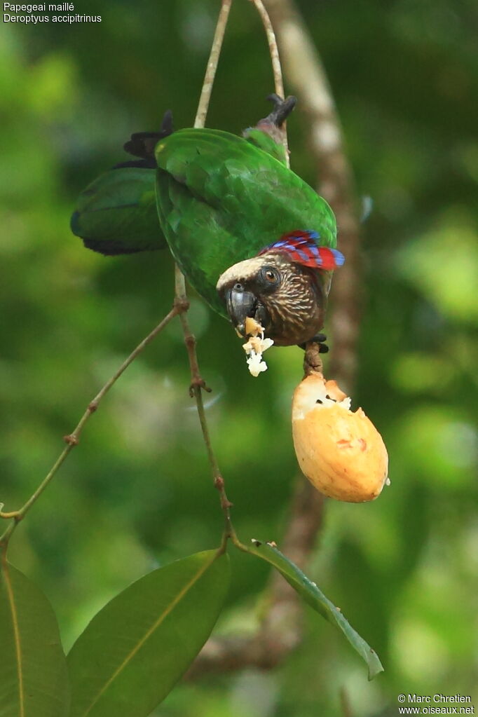 Red-fan Parrot, feeding habits