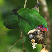 Red-fan Parrot