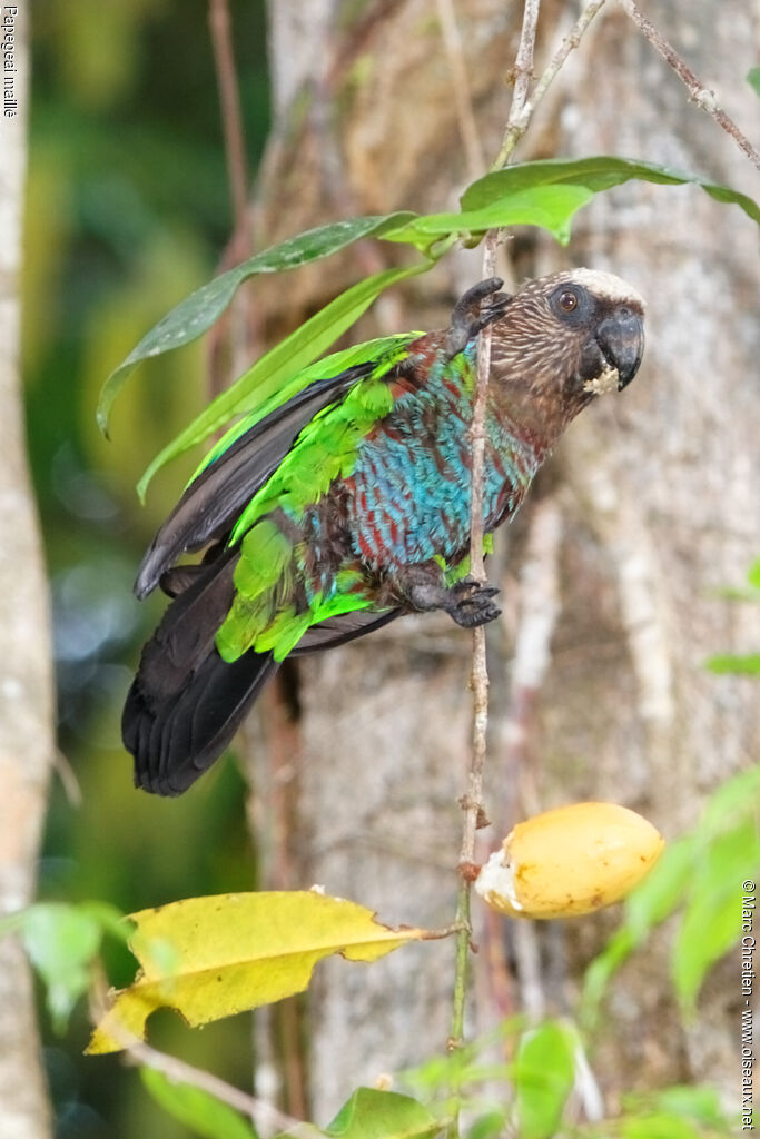 Red-fan Parrot