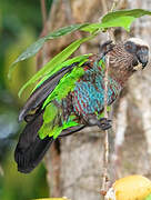 Red-fan Parrot