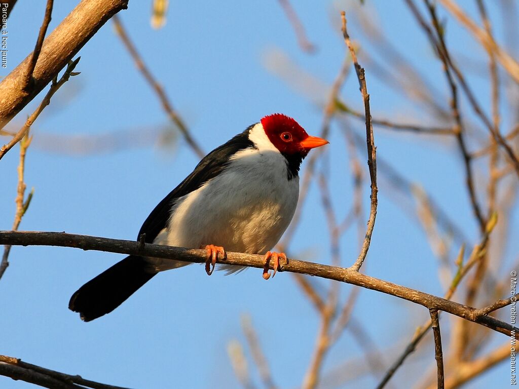 Yellow-billed Cardinaladult