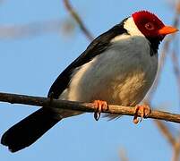 Yellow-billed Cardinal