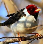 Yellow-billed Cardinal