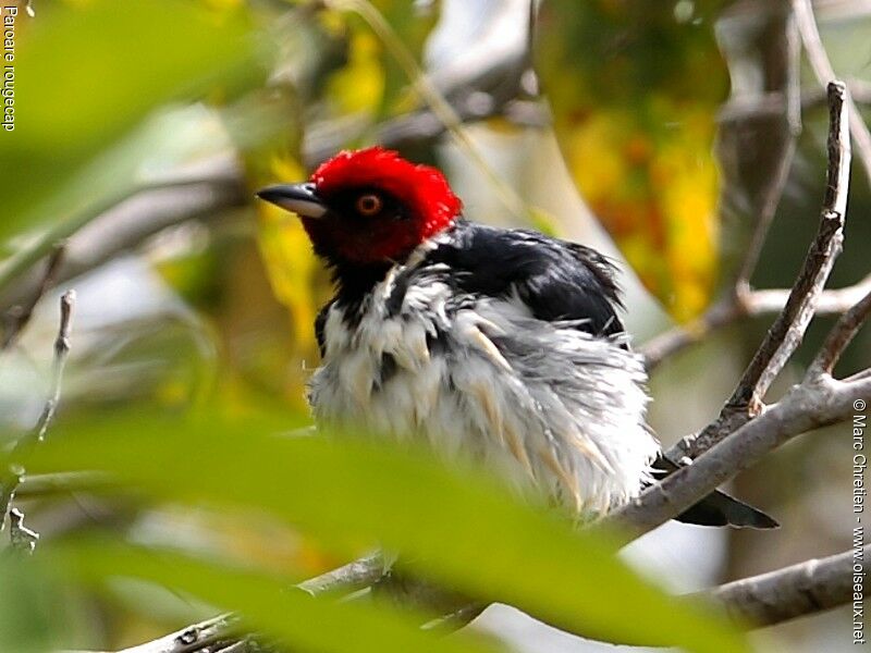 Red-capped Cardinal