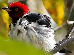 Red-capped Cardinal