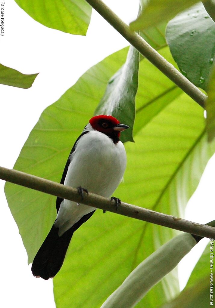 Red-capped Cardinaladult