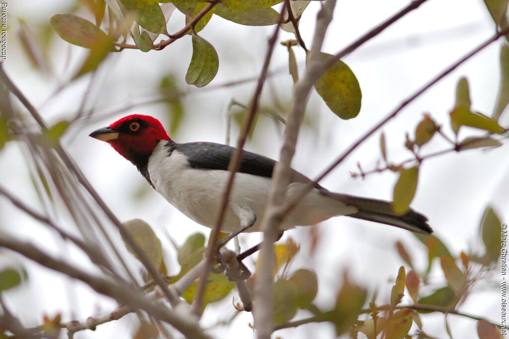 Red-capped Cardinal