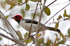 Red-capped Cardinal