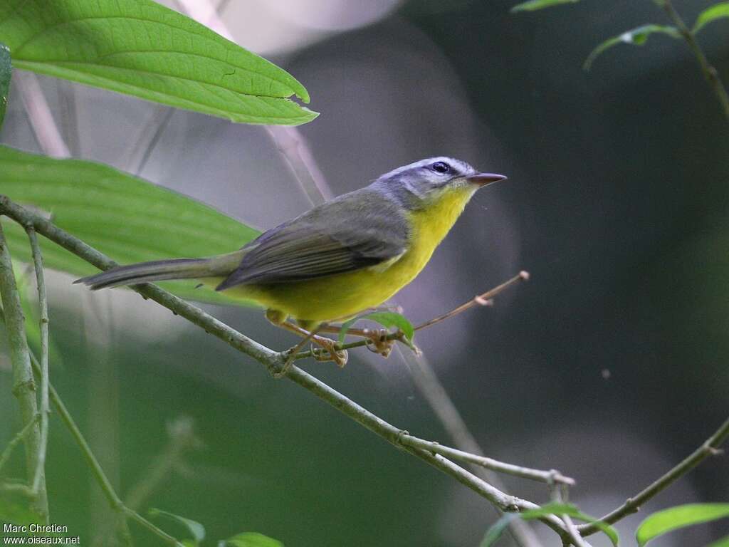 Golden-crowned Warbler, identification