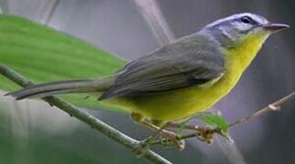 Golden-crowned Warbler