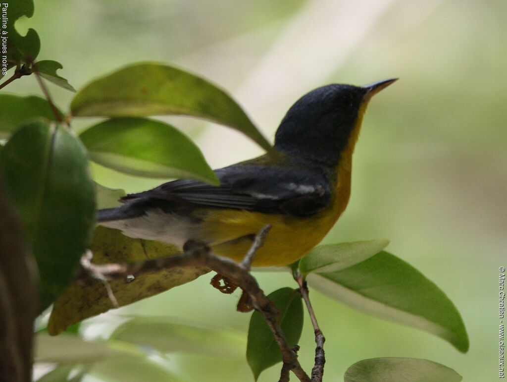 Tropical Parula male