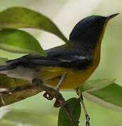 Tropical Parula