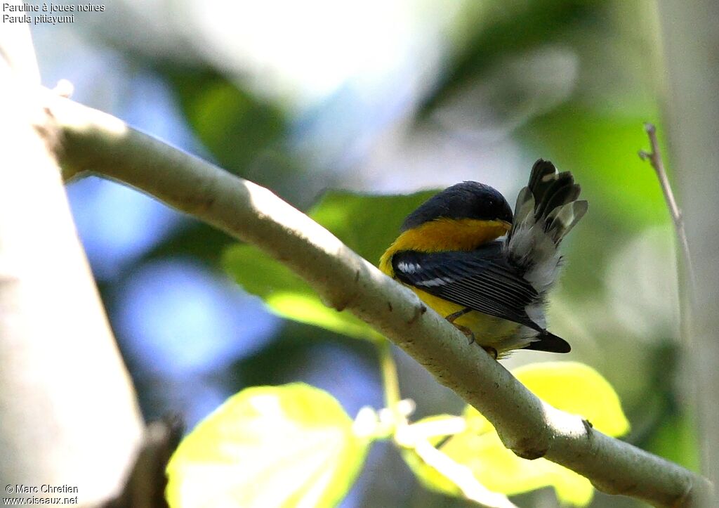 Tropical Parulaadult