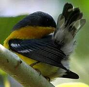 Tropical Parula