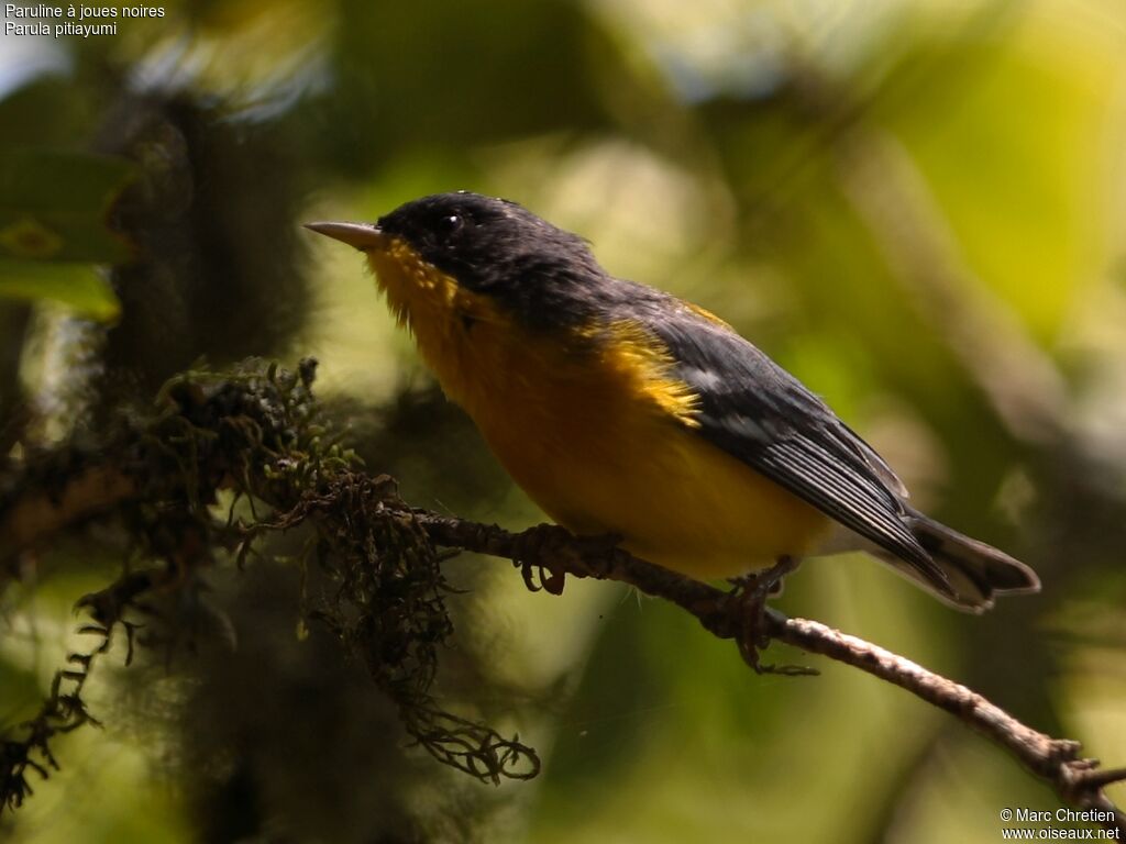 Tropical Parula male adult