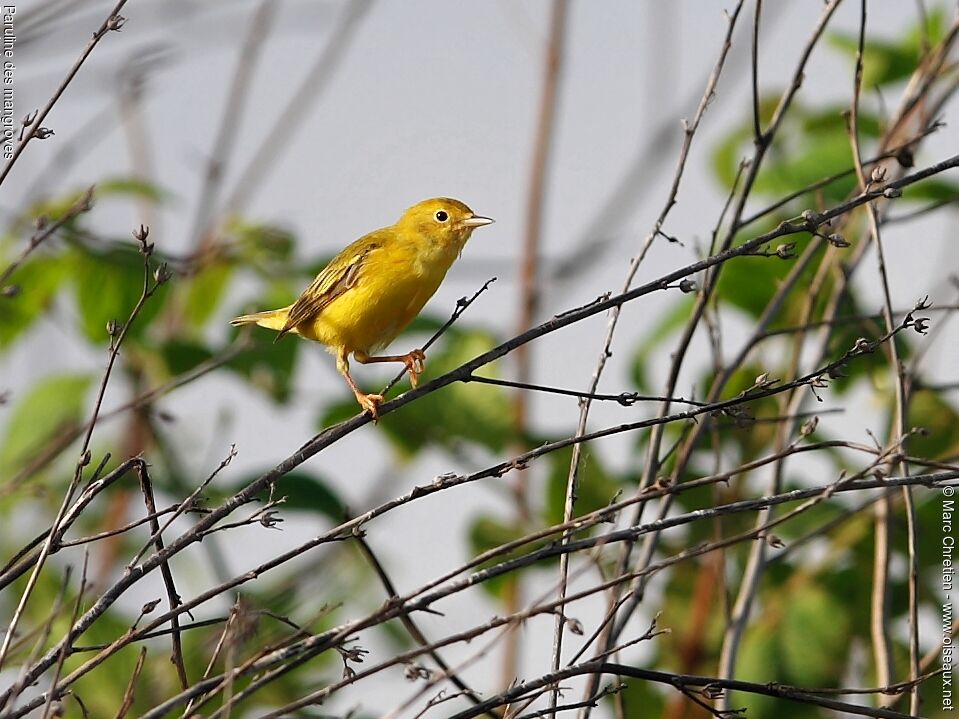 Paruline des mangroves femelle adulte