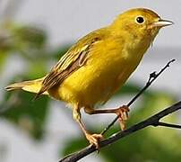 Mangrove Warbler