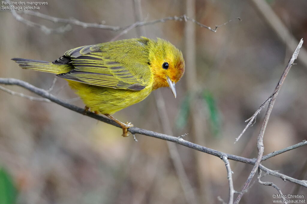 Mangrove Warbler