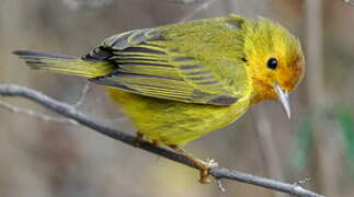 Mangrove Warbler