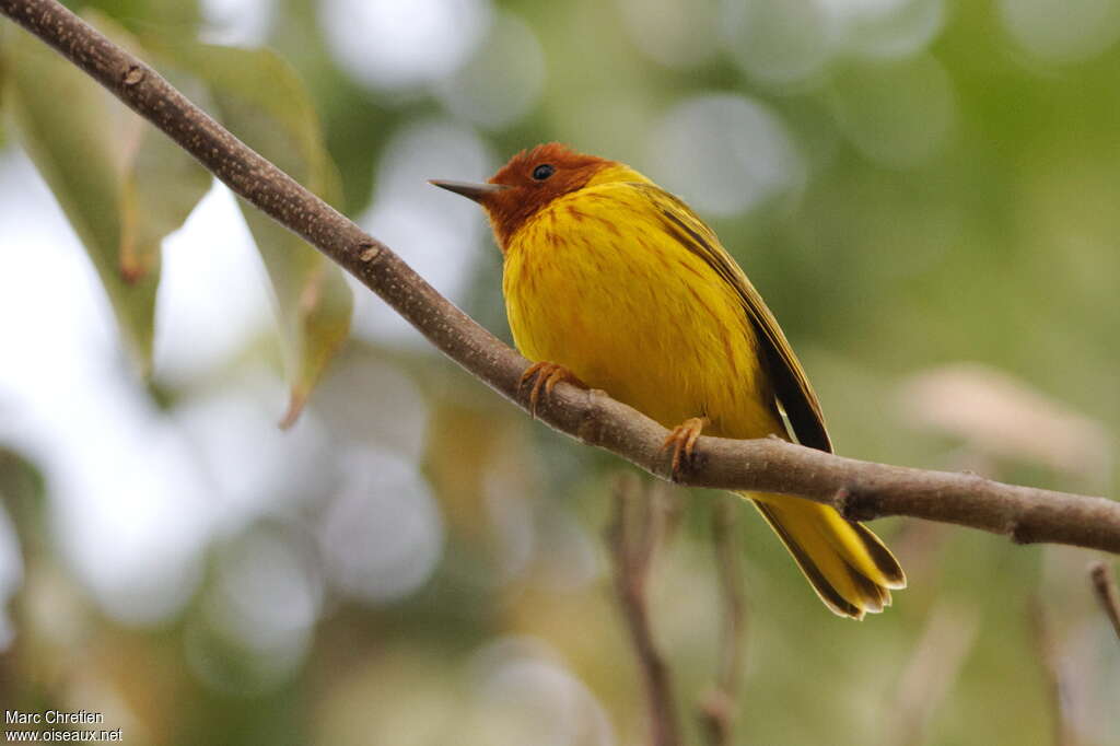 Mangrove Warbler male adult, pigmentation