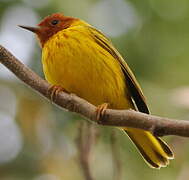 Mangrove Warbler