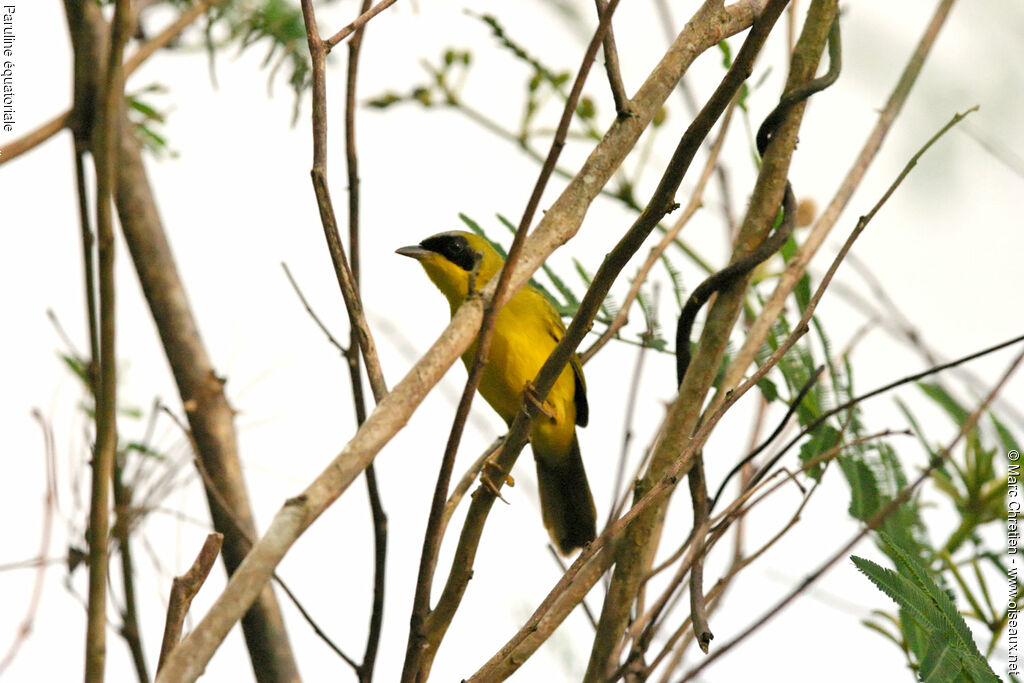 Masked Yellowthroat