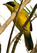 Masked Yellowthroat