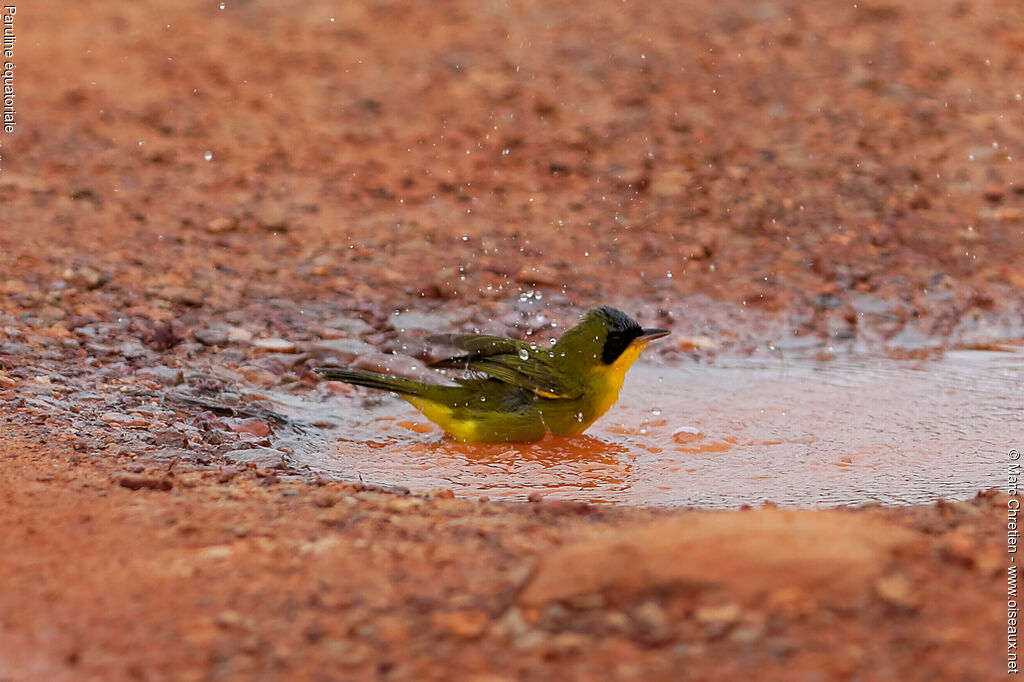 Masked Yellowthroat