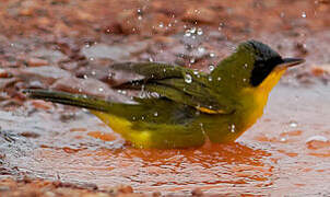 Masked Yellowthroat