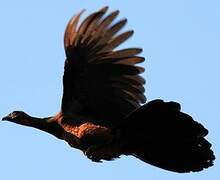 Chestnut-bellied Guan