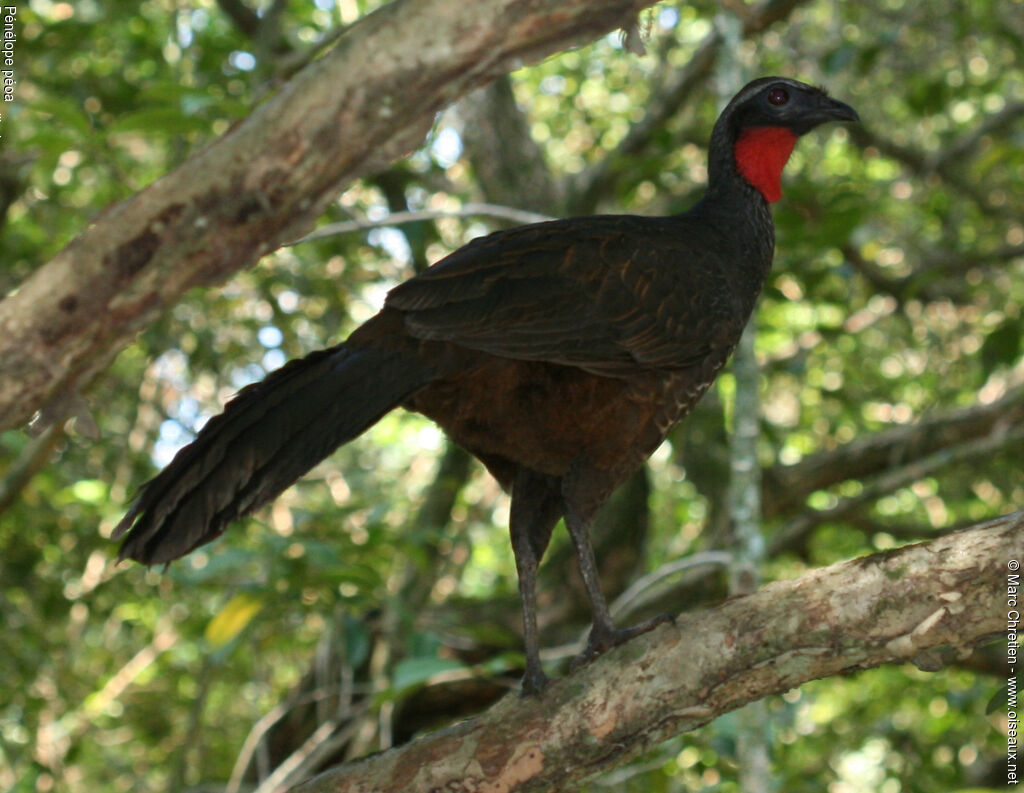 Rusty-margined Guan