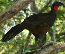 Rusty-margined Guan