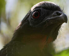 Rusty-margined Guan