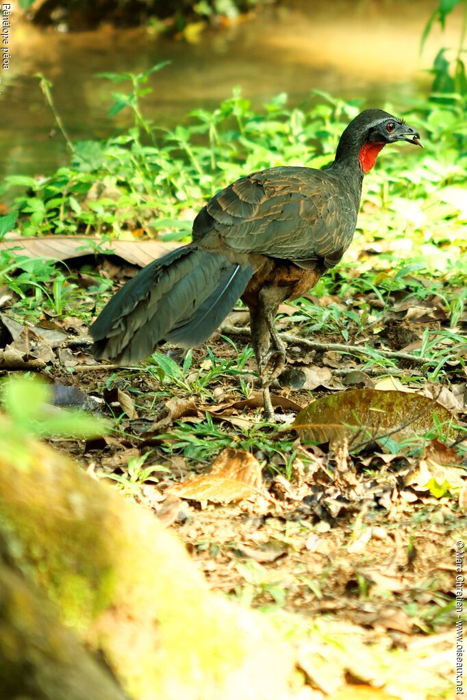 Rusty-margined Guanadult