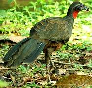 Rusty-margined Guan