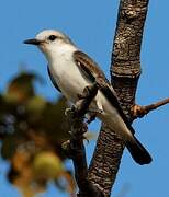 White-rumped Monjita