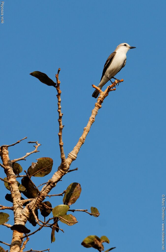 White-rumped Monjita