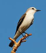 White-rumped Monjita