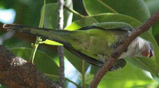 Monk Parakeet