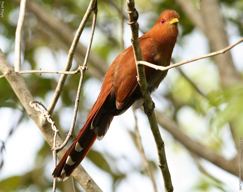 Little Cuckoo