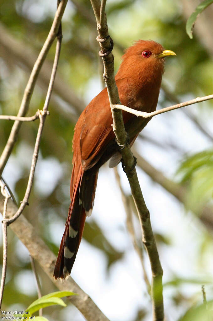 Little Cuckooadult, identification