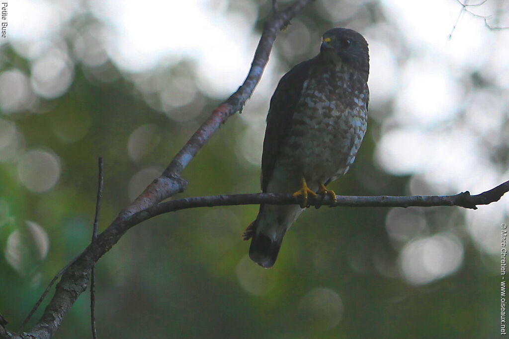 Broad-winged Hawk